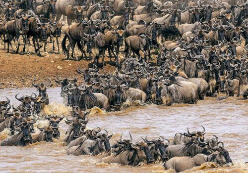 6 Days Serengeti Migration Safari | Prices & Packagers