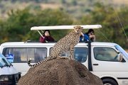 2 days Safari from Mombasa to Tsavo East