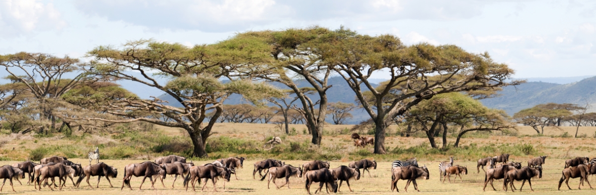 Tanzania Safaris