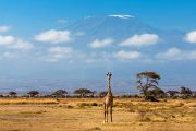 Amboseli Wildlife