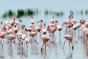 lake nakuru safari flamingos