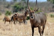 Tsavo East national park