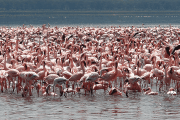 Lake Nakuru National Park flamingoes