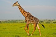 5 days wildlife safari Masai Giraffe