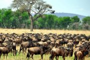 Migration safari herds Mara