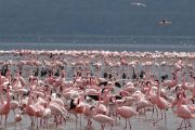 12 days Kenya Tanzania Safari Nakuru Flamingoes