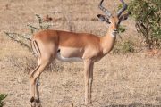 3 Days safari Tsavo East & west