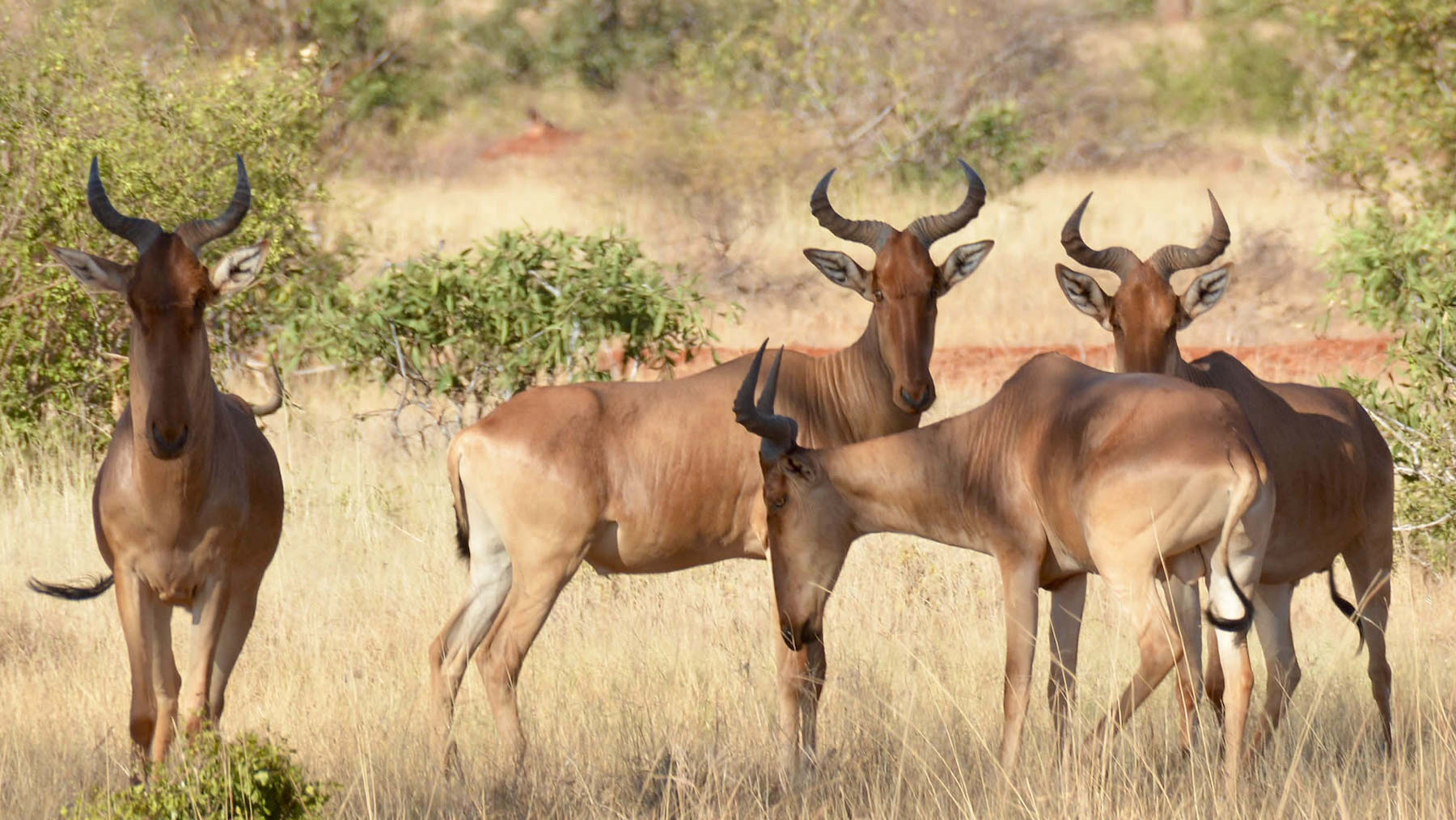 3 days safari Tsavo East & West