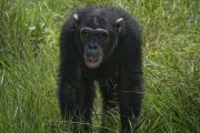 chimps at Olpejeta