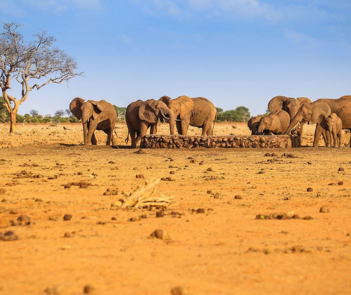 Day trip Tsavo East from Mombasa