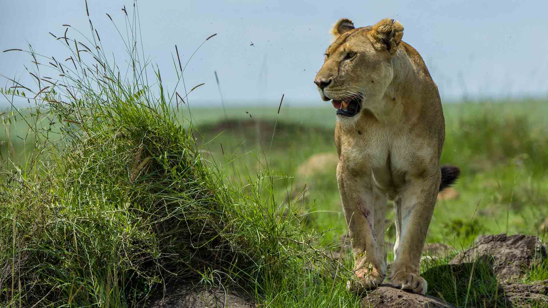 Meru National Park, Central Kenya