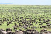 Tanzania Kenya Combined tour 12 days