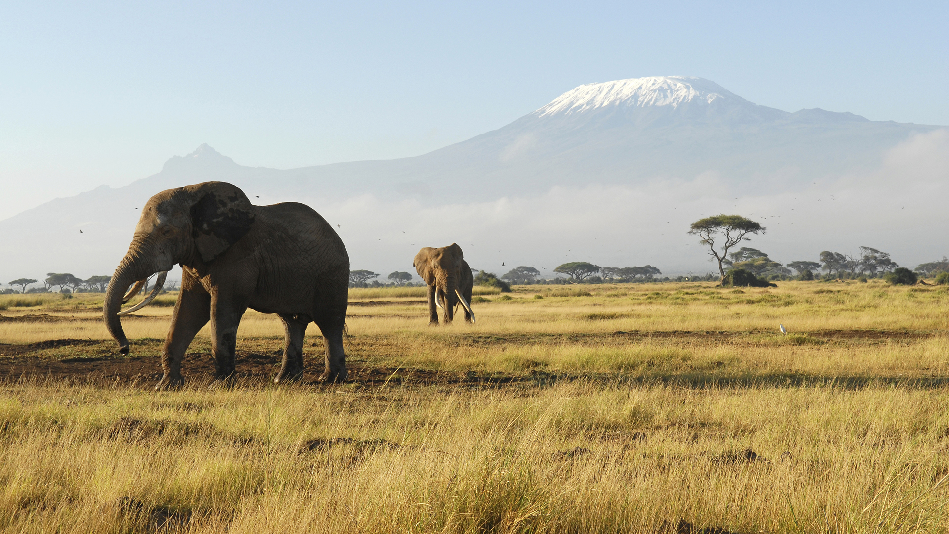 Amboseli National Park, Kenya