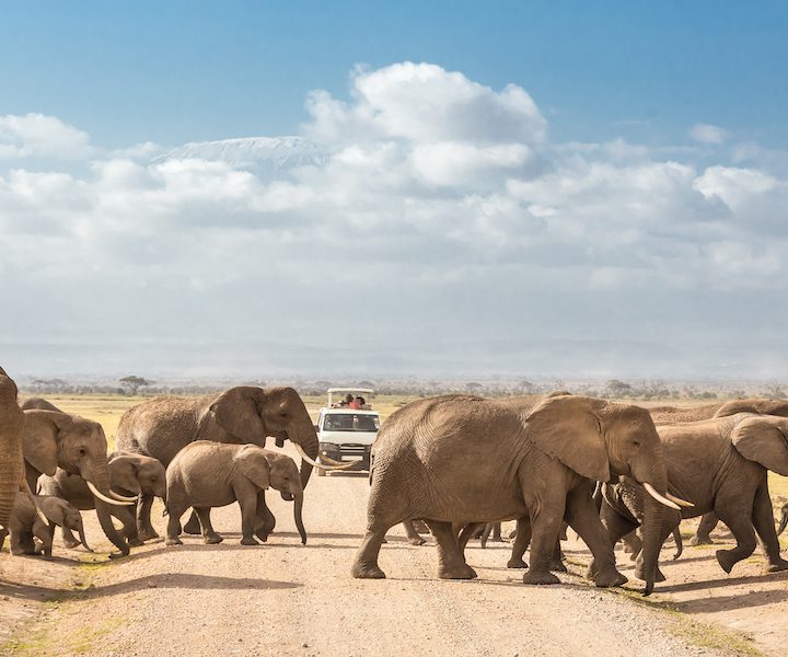 elephants of Amboseli