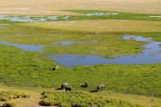 Amboseli national park swamp