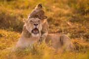 kenya safari lions