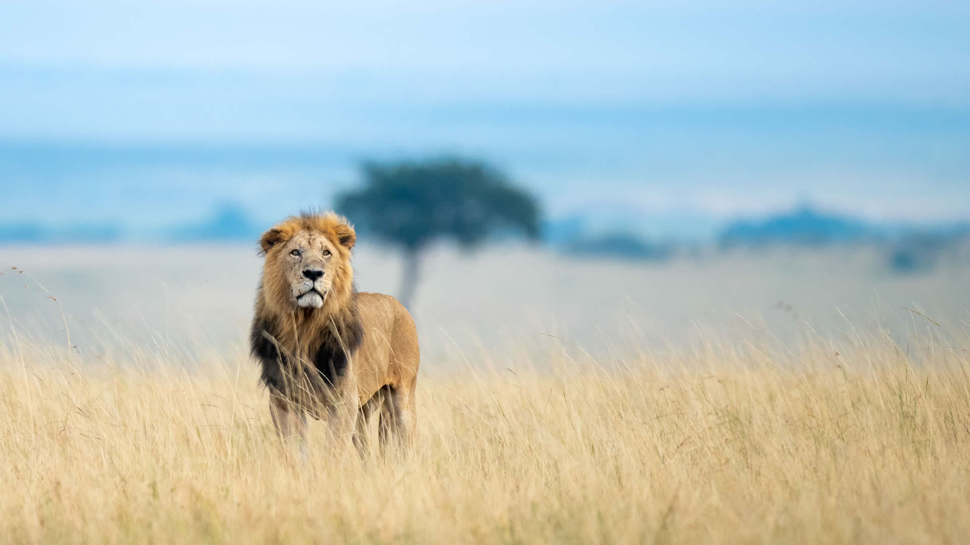 Masai Mara National Reserve, Kenya