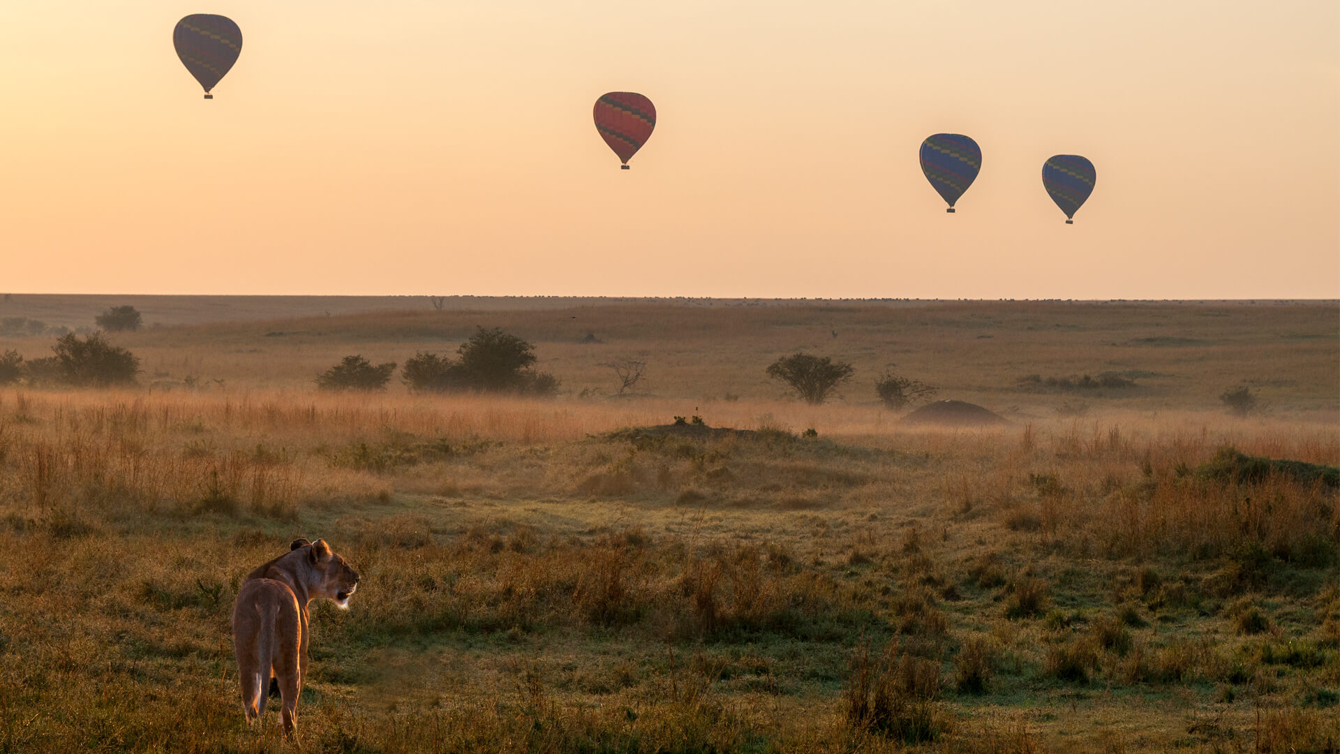 Hot Air Balloon Safari in Masai Mara, Kenya and FAQ