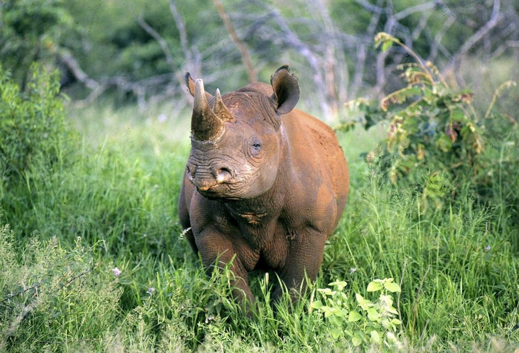 Meru National Park