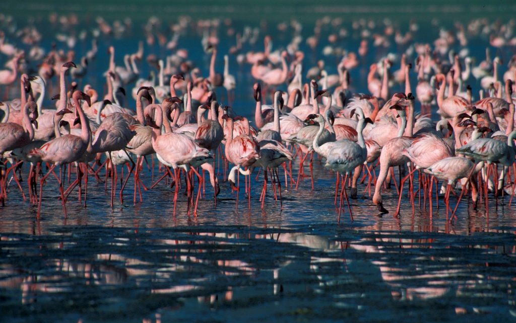 Migratory birds Kenya