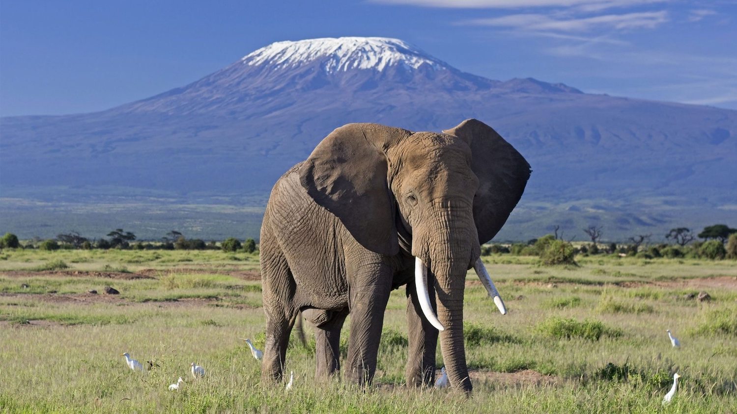 4 days safari East West Amboseli