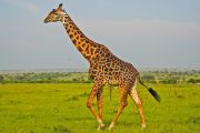 3 day Diani to Masai Mara safari giraffe