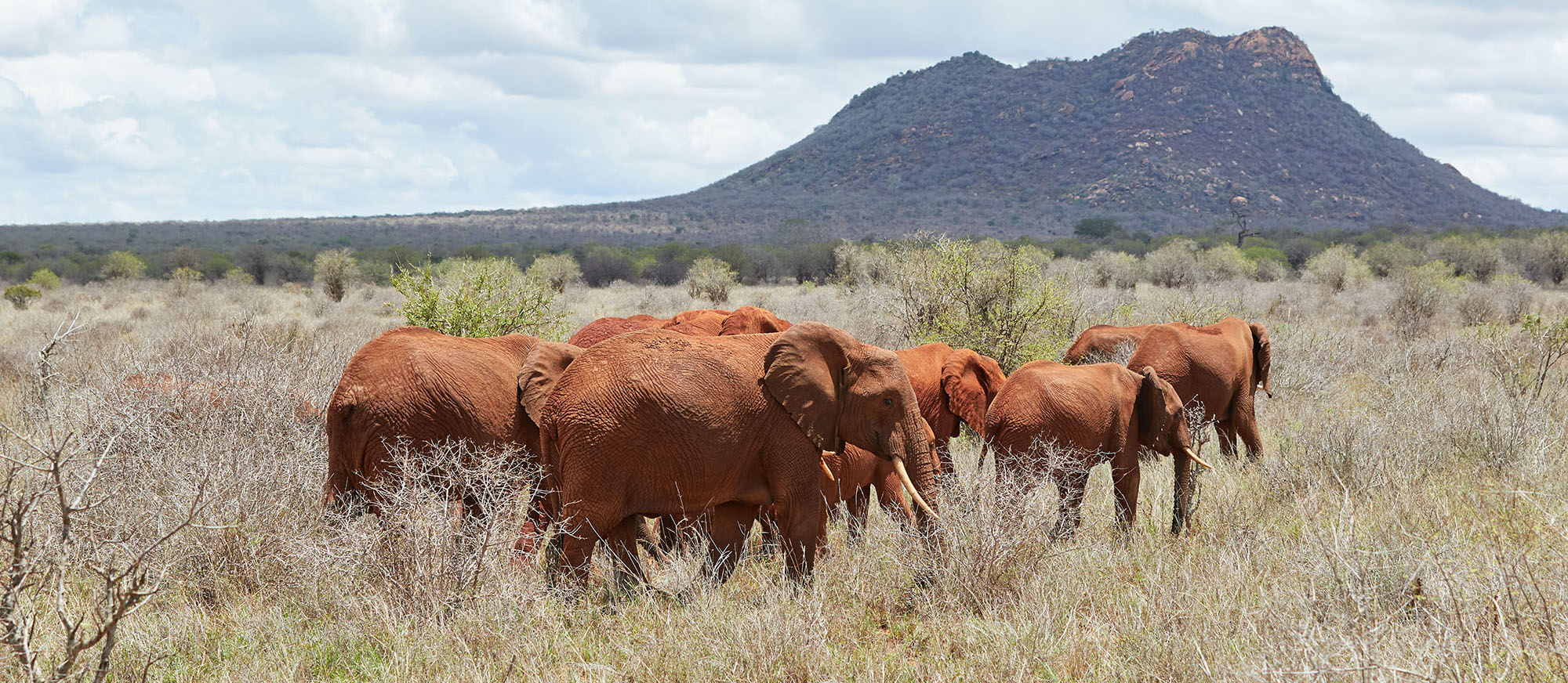 4-day safari from Mombasa; Tsavo East, West, & Amboseli