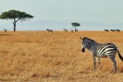 Kenya safari five days zebras