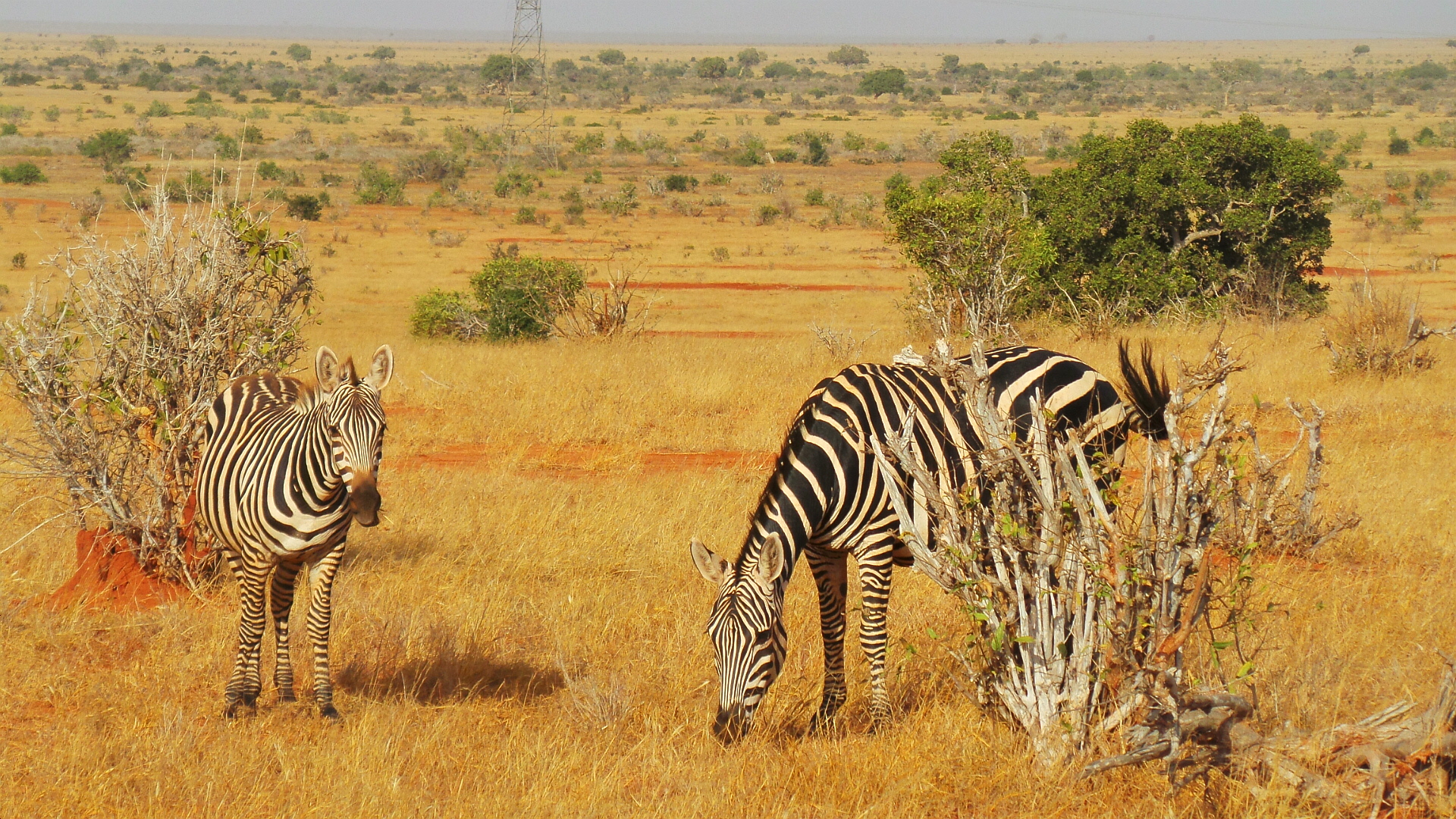 2 days safari from mombasa Tsavo East