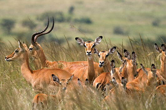 Mikumi National Park Safari