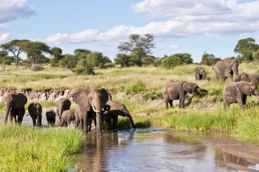 11 days Kilimanjaro Marangu Route and safari