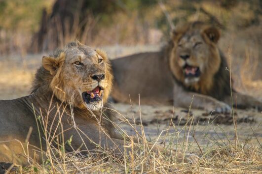 Ruaha safari