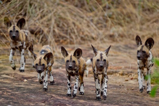 Selous Safari