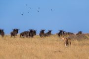 3 days Masai Mara safari lioness