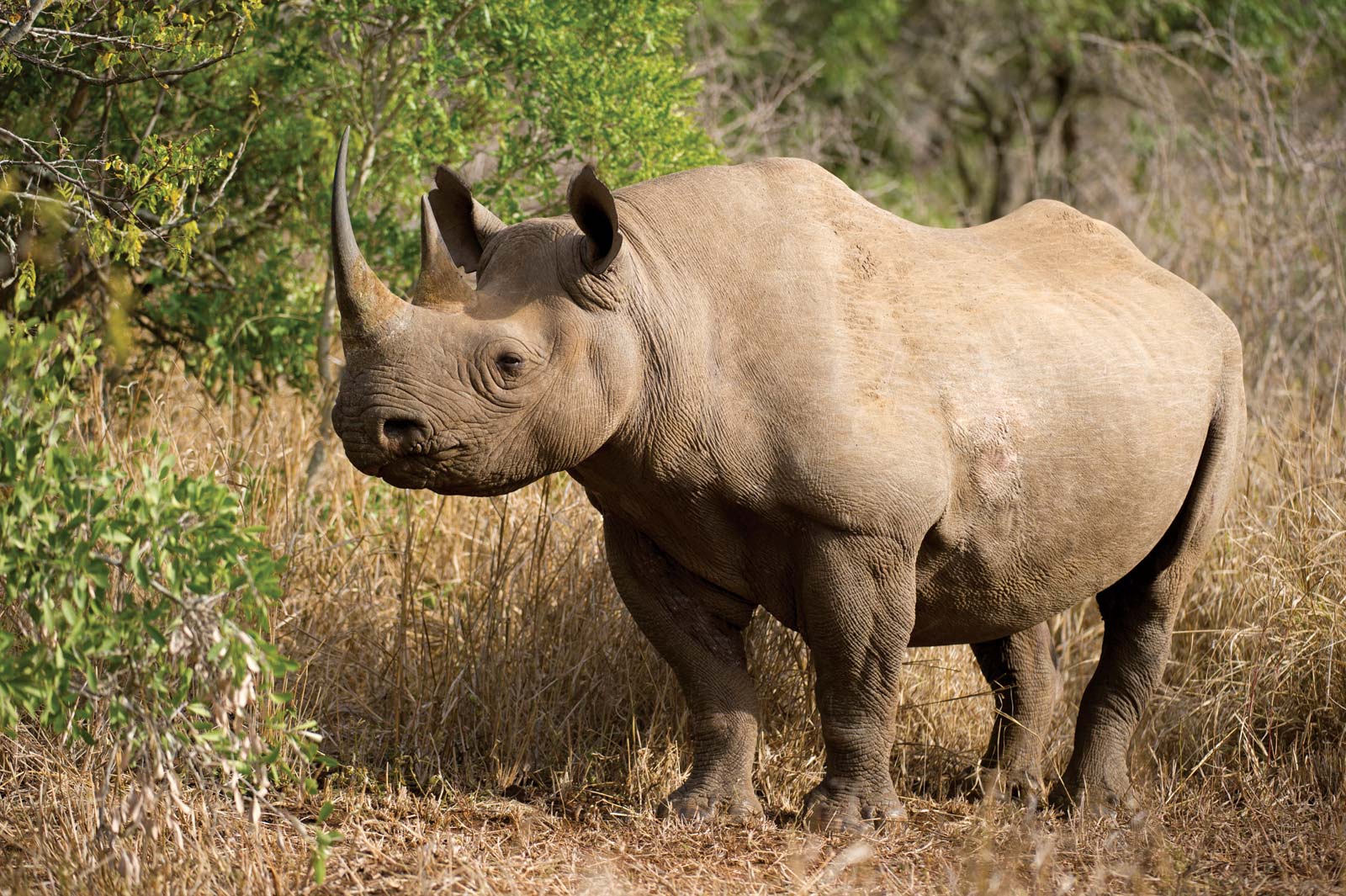 African Rhino