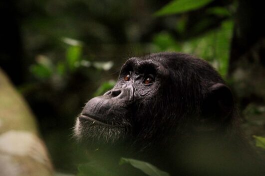 Chimpanzee trekking