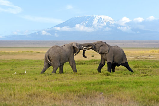 amboseli elephants