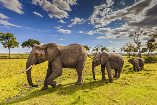 Masai mara amboseli safari