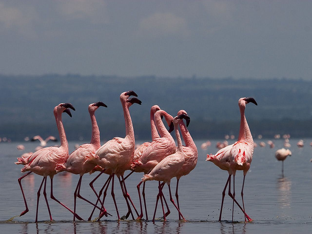 lake nakuru