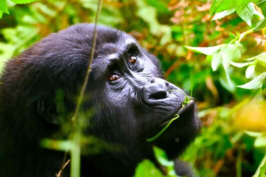 Uganda Gorilla Tours