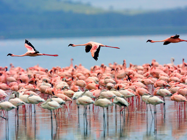 Lake Manyara