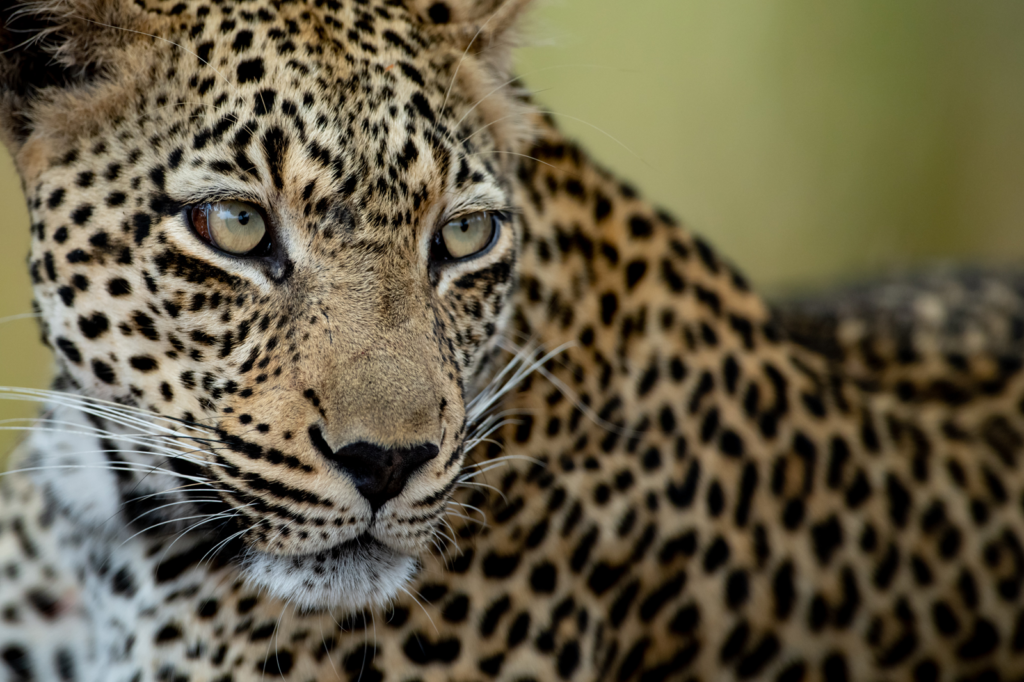 African Leopard