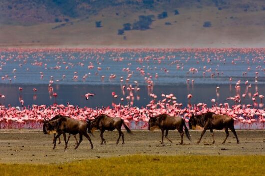 Lake Manyara Tour