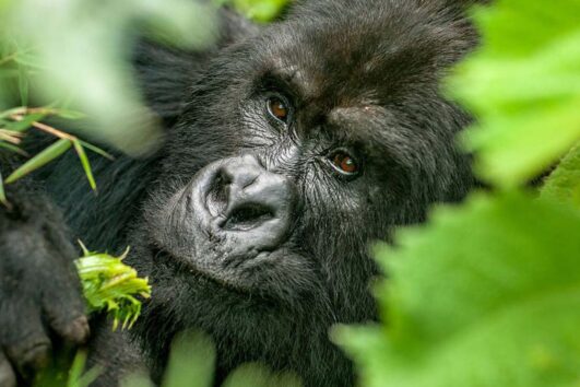 Uganda Gorilla Safaris