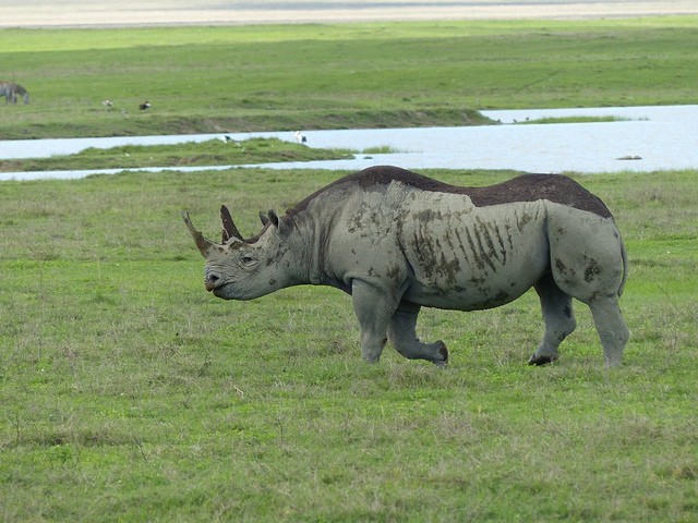 Ngorongoro Crater