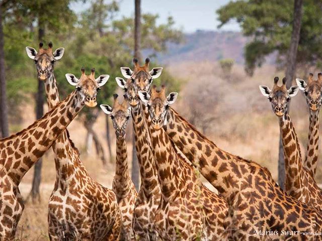 Nyerere National Park