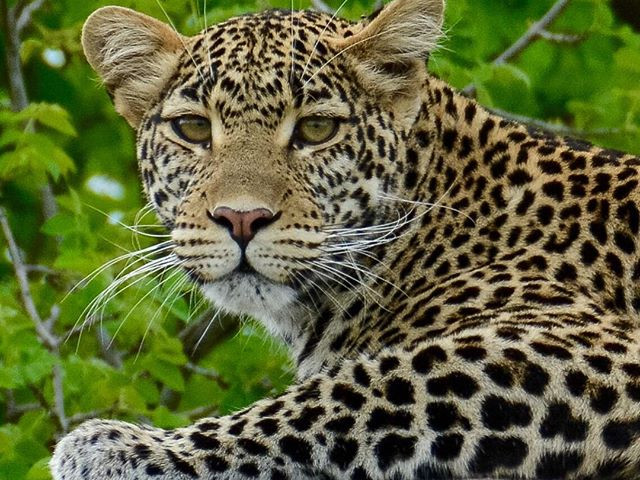 Ruaha National Park