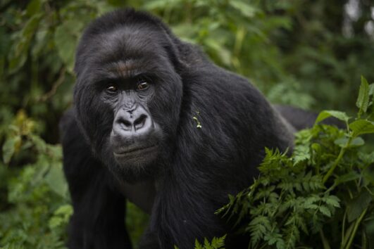 Rwanda Gorilla Tanzania Safari