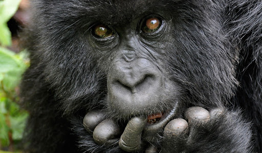 Rwanda Gorilla Safari and Tanzania