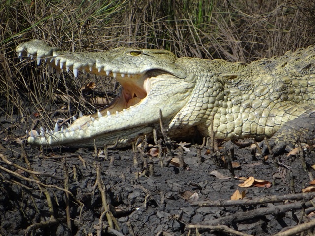 Saadani National Park